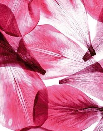 0051FTS ΣΤΟΚ Π.Χ ΦΩΤΟΤΑΠΕΤΣΑΡΙΑ D(STANDARD) A&G 360*254 NewPlan