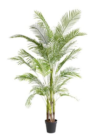 PALM TREE  NP5501_210_22  ΥΨΟΣ 210cm NewPlan