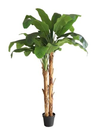 BANANA TREE NP707_240  ΥΨΟΣ 240cm NewPlan