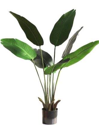 BANANA TREE NP1410_120  ΥΨΟΣ 120cm NewPlan