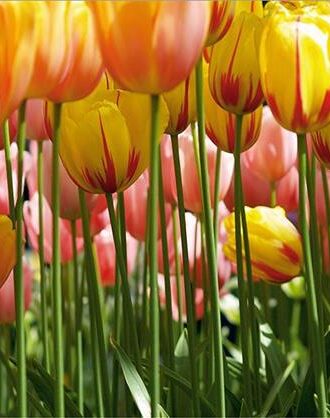 0045FTS ΣΤΟΚ Π.Χ ΦΩΤΟΤΑΠΕΤΣΑΡΙΑ D(STANDARD) A&G 360*254 NewPlan