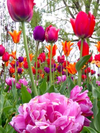 0219FΤ ΣΤΟΚ Π.Χ ΦΩΤΟΤΑΠΕΤΣΑΡΙΑ 2012 Α(CREATIVE) A&G 90*202 NewPlan